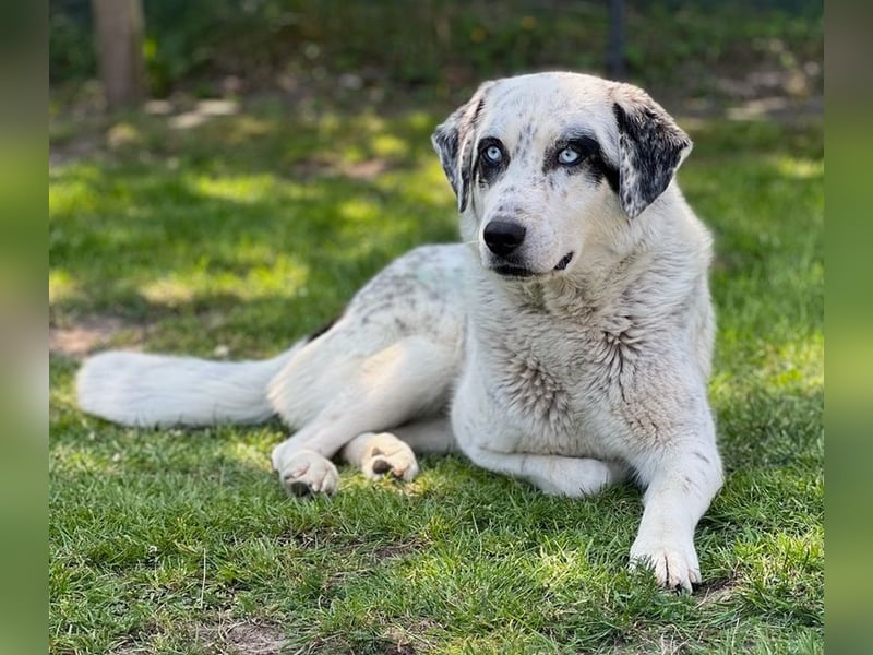 Snow, geb. ca. 06/2023, lebt auf einer Pflegestelle in 47652 Weeze