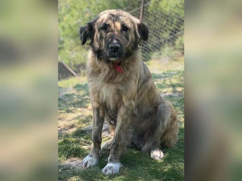 Nandi, geb. ca. 03/2020, lebt in GRIECHENLAND, städt. Tierheim Serres
