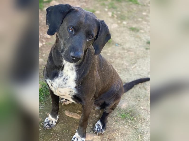 Hailey, geb. ca. 06/2015, lebt in GRIECHENLAND, auf einem Gelände, Hunde werden notdürftig versorgt