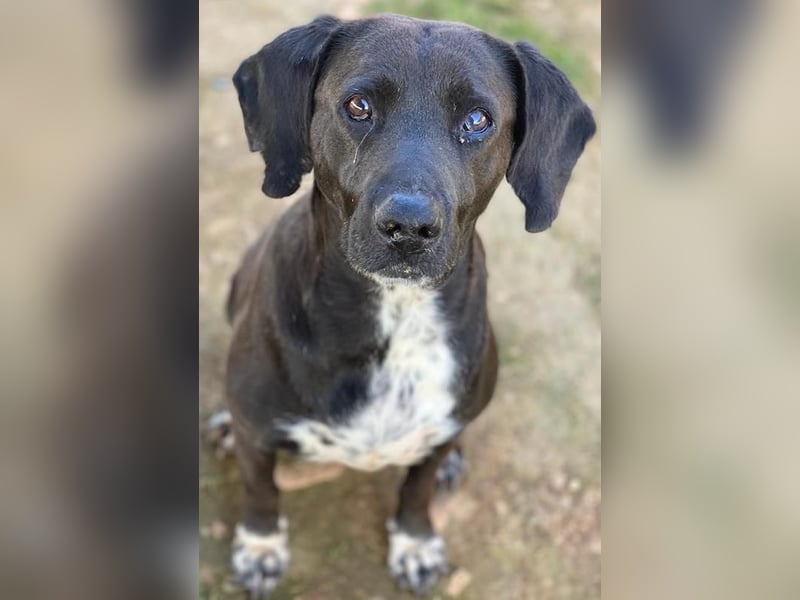 Hailey, geb. ca. 06/2015, lebt in GRIECHENLAND, auf einem Gelände, Hunde werden notdürftig versorgt