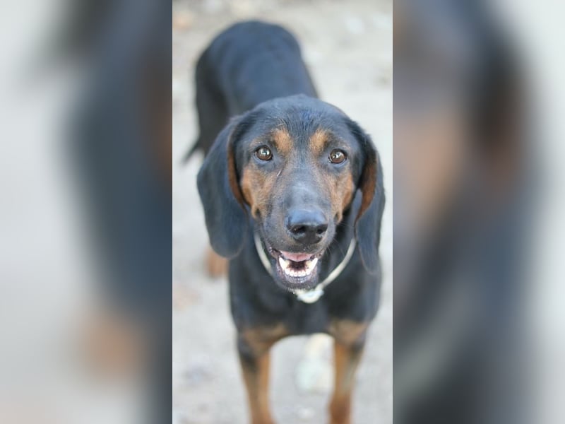 Priska, geb. ca. 08/2021, lebt in GRIECHENLAND, im städt. Tierheim Serres