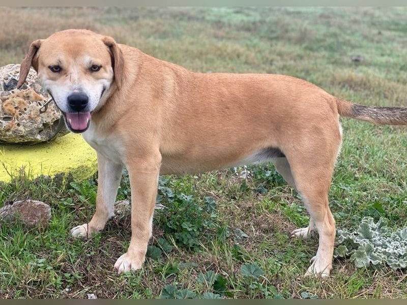 Cece, geb. ca. 12/2019, lebt in GRIECHENLAND, im städt. Tierheim Serres