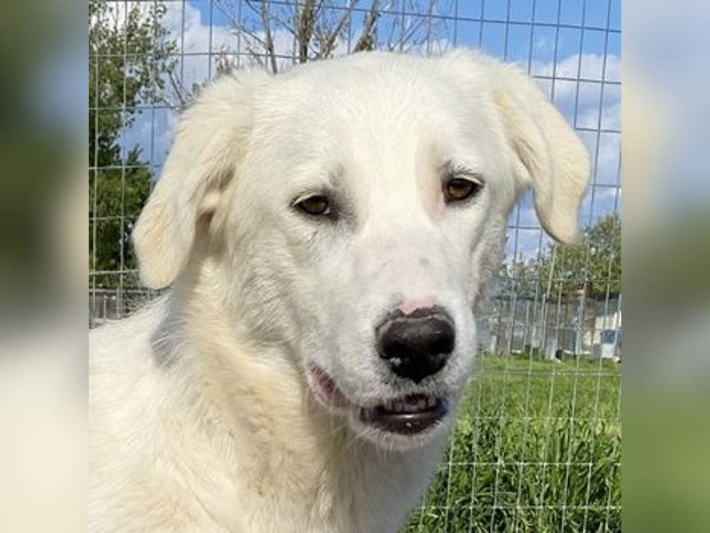 Gwendolyn, geb. ca. 04/2021, lebt in GRIECHENLAND, im städt. Tierheim Serres
