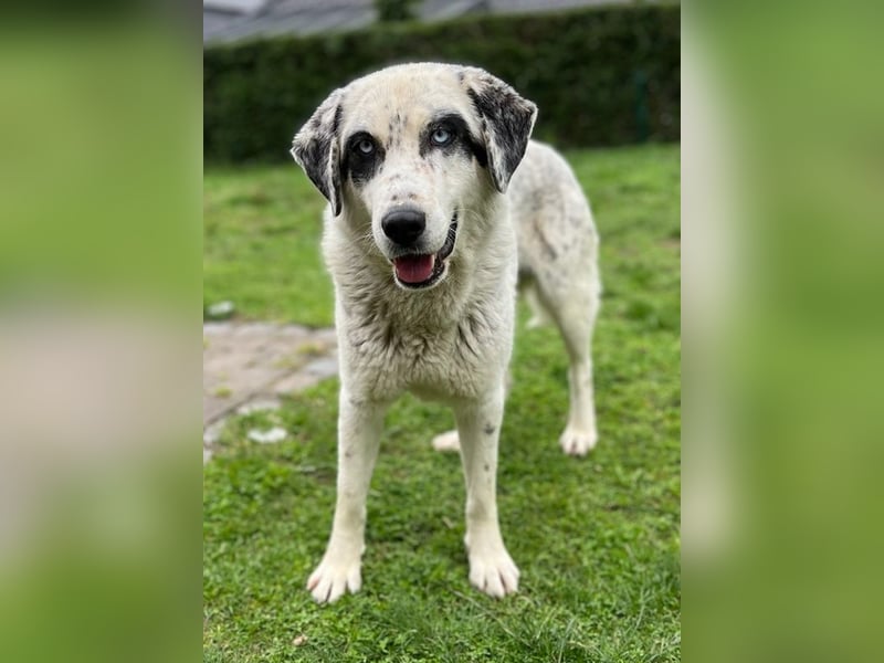 Snow, geb. ca. 06/2023, lebt auf einer Pflegestelle in 47652 Weeze