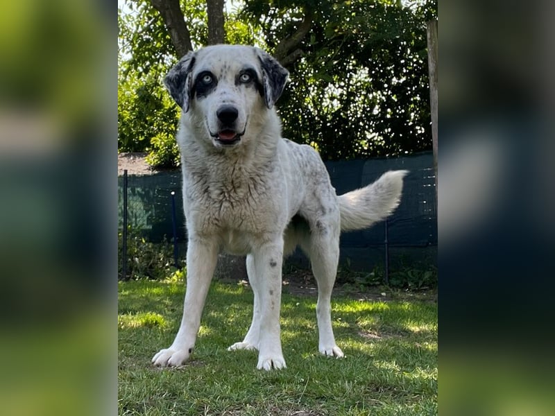 Snow, geb. ca. 06/2023, lebt auf einer Pflegestelle in 47652 Weeze