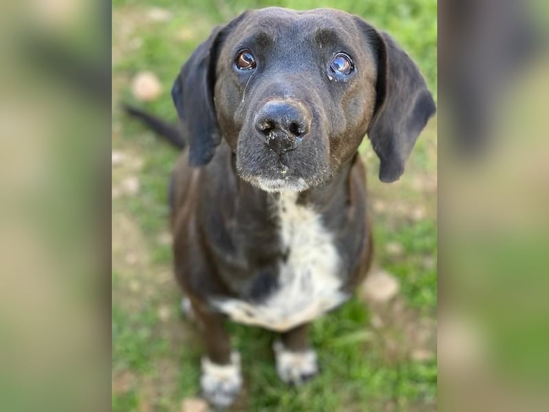 Hailey, geb. ca. 06/2015, lebt in GRIECHENLAND, auf einem Gelände, Hunde werden notdürftig versorgt