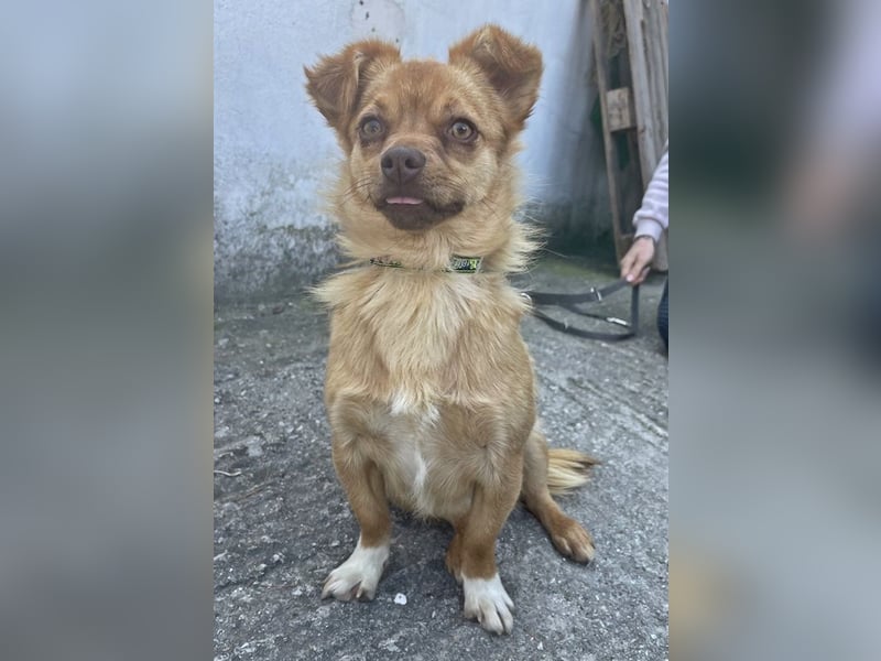 Holana, geb. ca. 05/2024, lebt bei einer Familie in 50374 Erftstadt