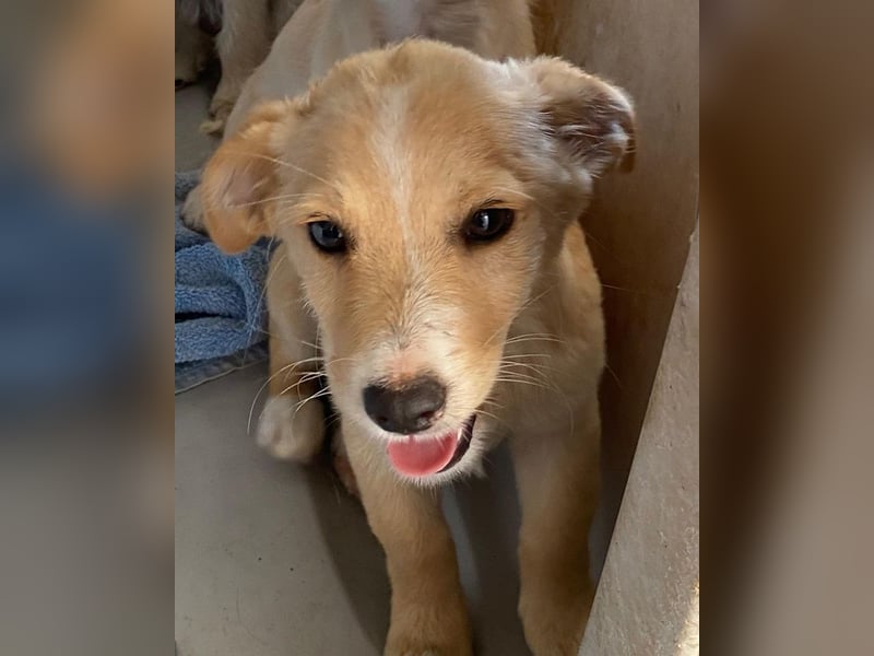 Tasha, geb. ca. 03/2025, lebt in GRIECHENLAND, im städt. Tierheim Serres