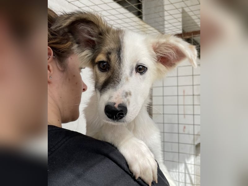 Motti, geb. ca. 07/2023, lebt in GRIECHENLAND, im städt. Tierheim Serres