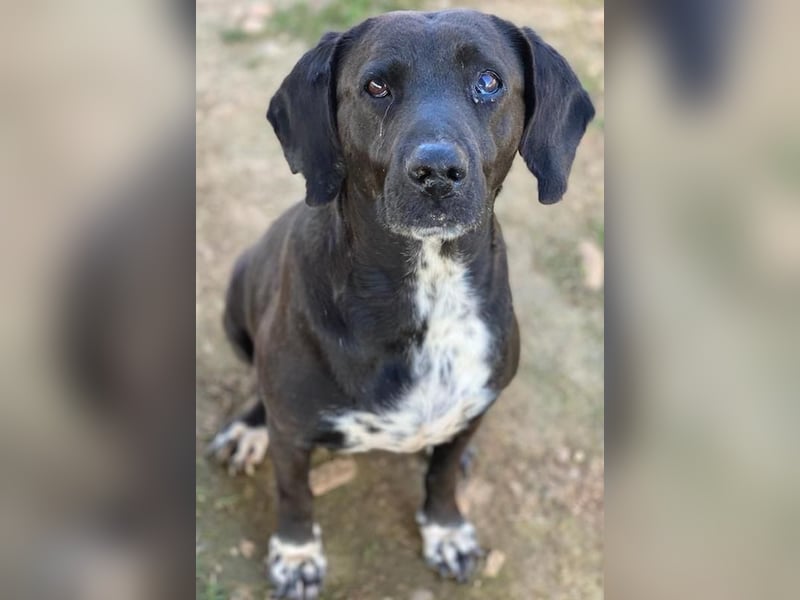 Hailey, geb. ca. 06/2015, lebt in GRIECHENLAND, auf einem Gelände, Hunde werden notdürftig versorgt
