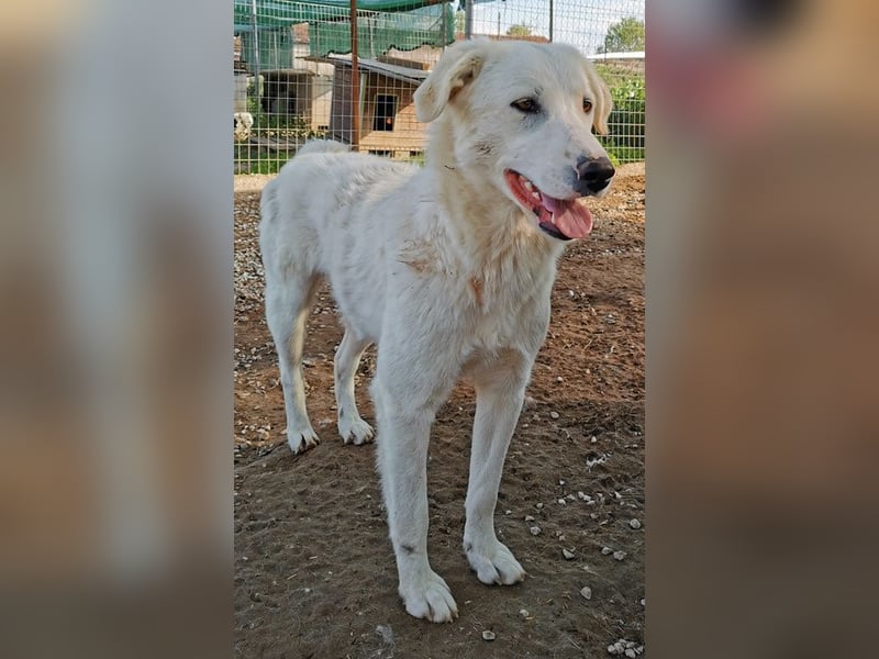 Gwendolyn, geb. ca. 04/2021, lebt in GRIECHENLAND, im städt. Tierheim Serres