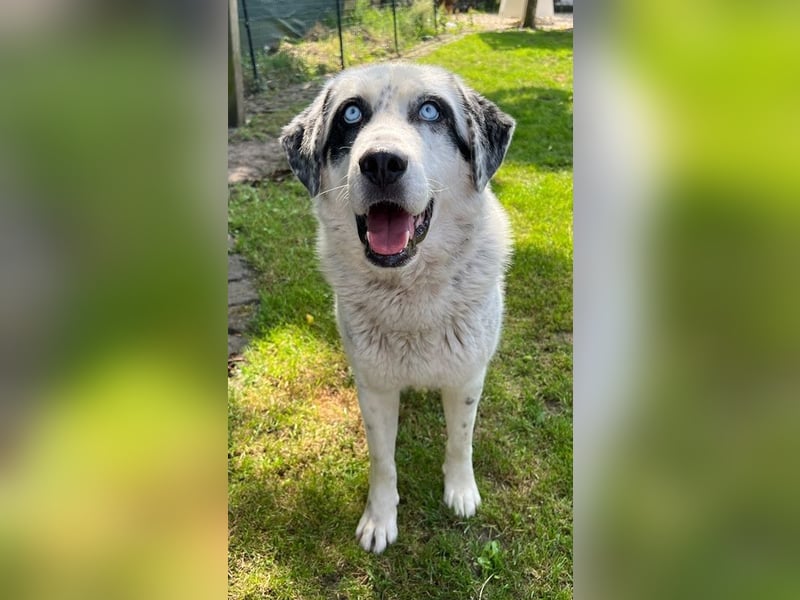 Snow, geb. ca. 06/2023, lebt auf einer Pflegestelle in 47652 Weeze