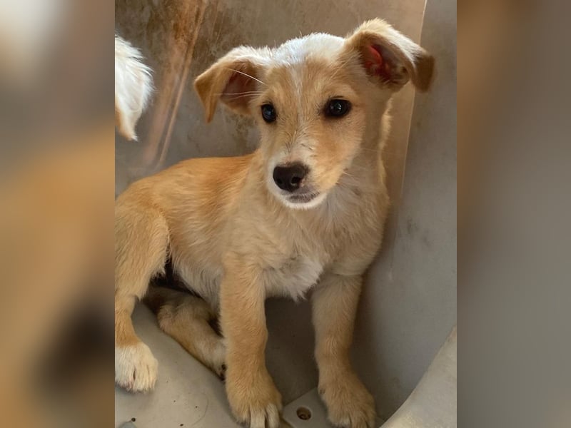 Tasha, geb. ca. 03/2025, lebt in GRIECHENLAND, im städt. Tierheim Serres