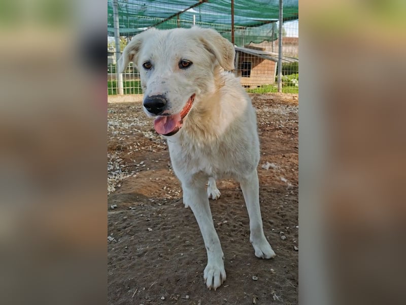 Gwendolyn, geb. ca. 04/2021, lebt in GRIECHENLAND, im städt. Tierheim Serres