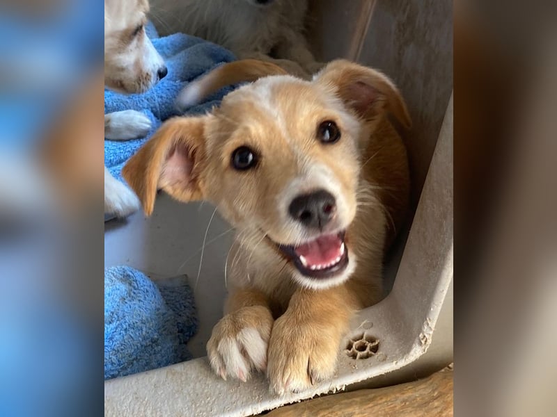 Tasha, geb. ca. 03/2025, lebt in GRIECHENLAND, im städt. Tierheim Serres