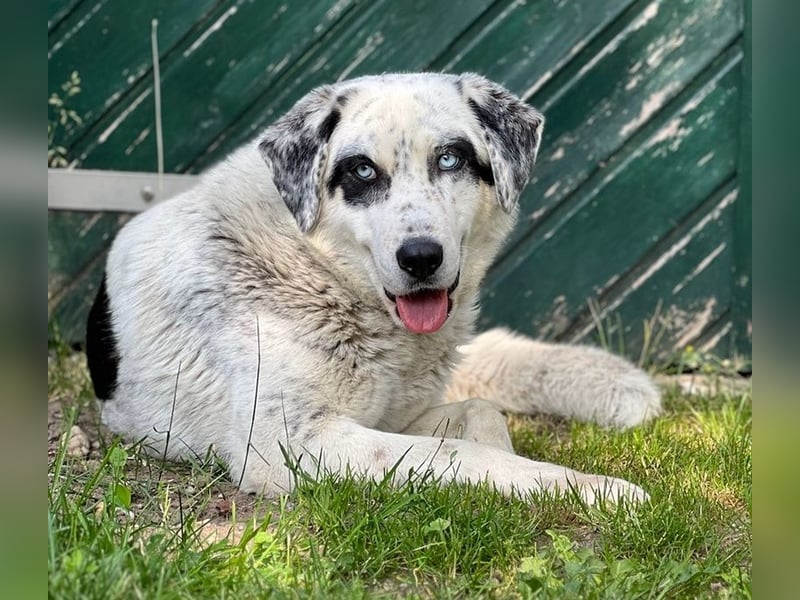 Snow, geb. ca. 06/2023, lebt auf einer Pflegestelle in 47652 Weeze
