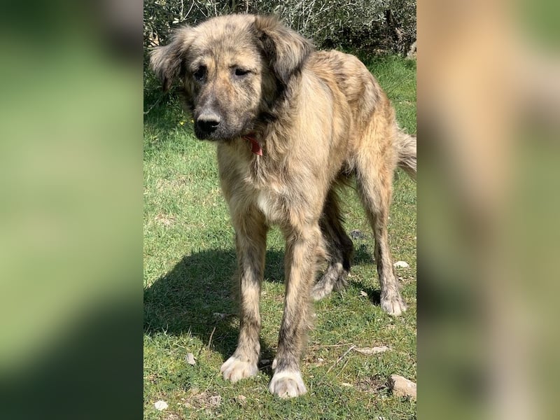 Nandi, geb. ca. 03/2020, lebt in GRIECHENLAND, städt. Tierheim Serres
