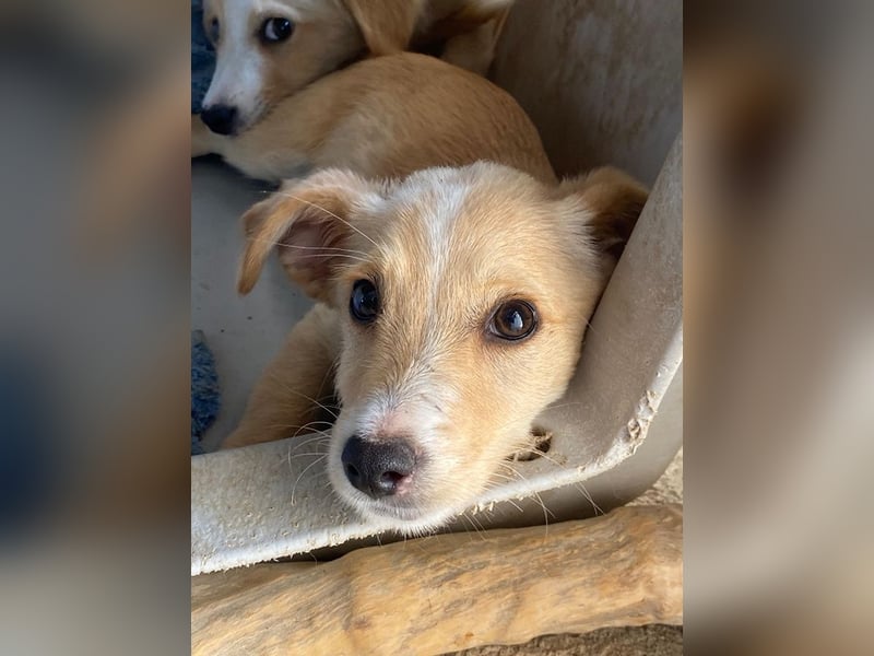 Tasha, geb. ca. 03/2025, lebt in GRIECHENLAND, im städt. Tierheim Serres