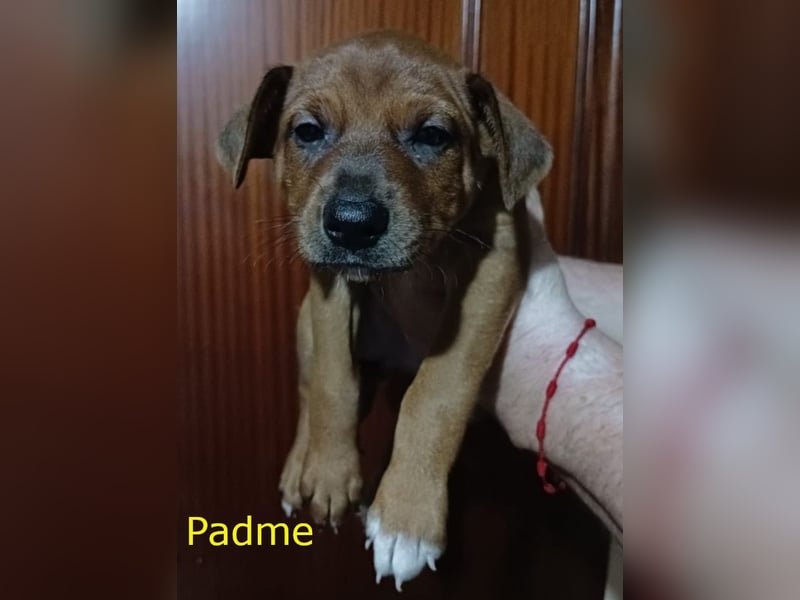 3 süße Hundekinder