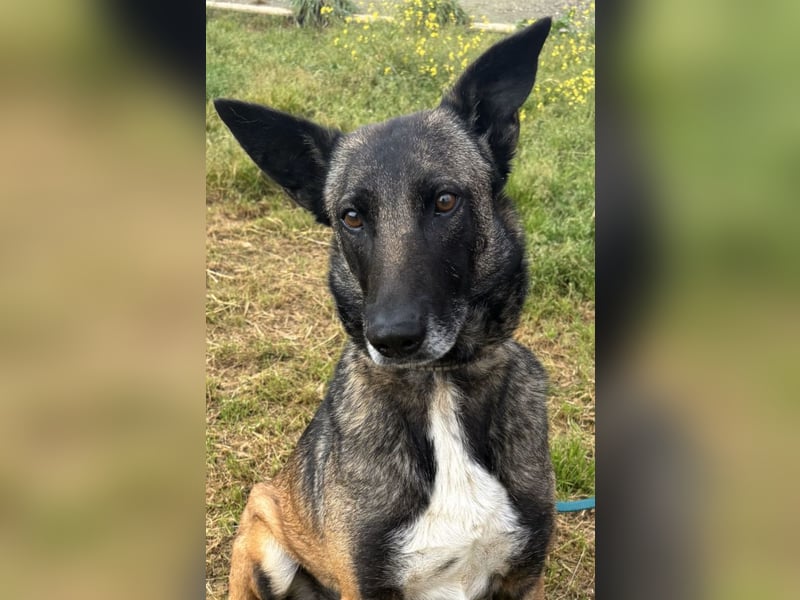 Traumhund Nela
