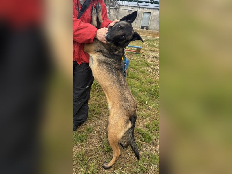 Traumhund Nela
