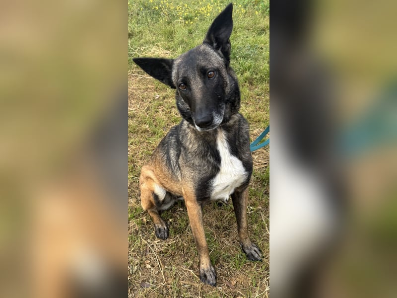 Traumhund Nela