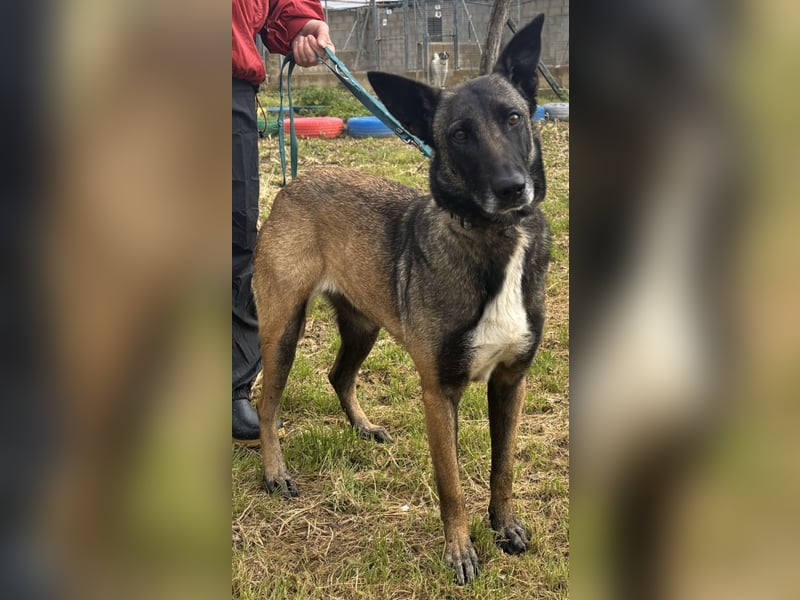 Traumhund Nela