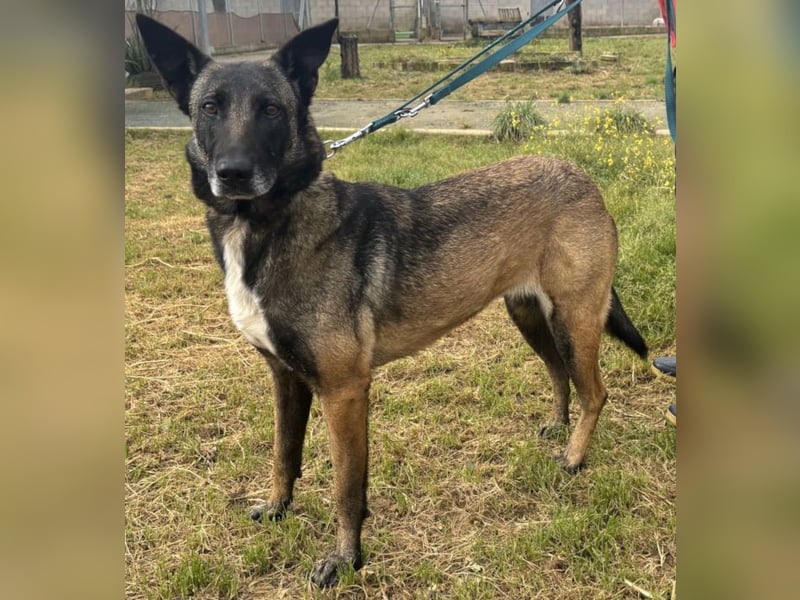 Traumhund Nela