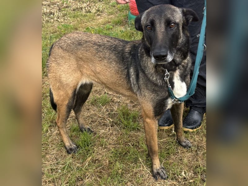 Traumhund Nela