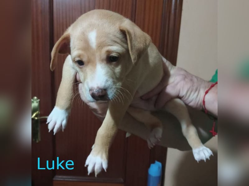 3 süße Hundekinder