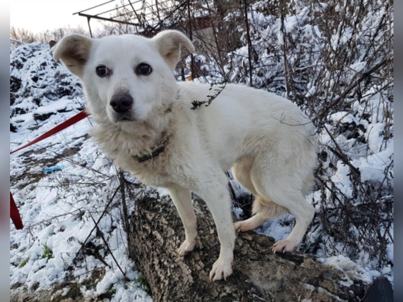 Shyla, ca. 4 Jahre alt