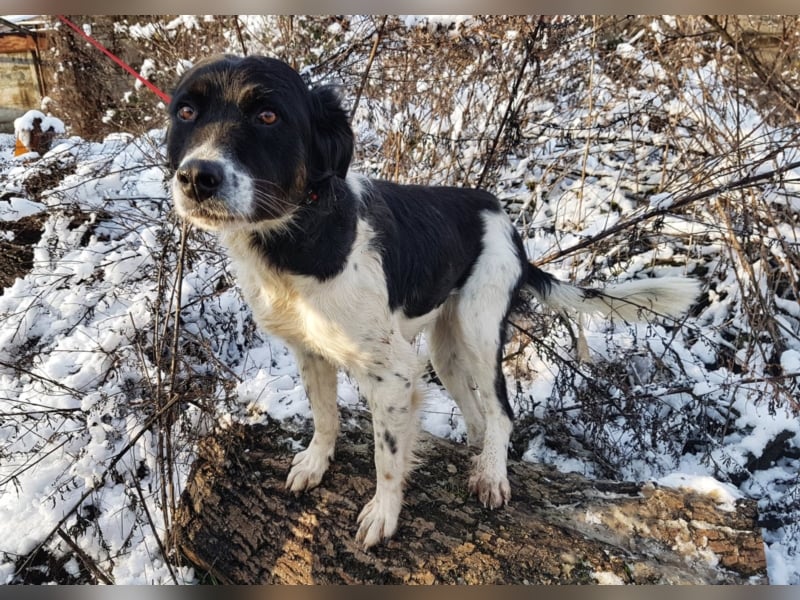 Mirella, ca. 3-4 Jahre alt