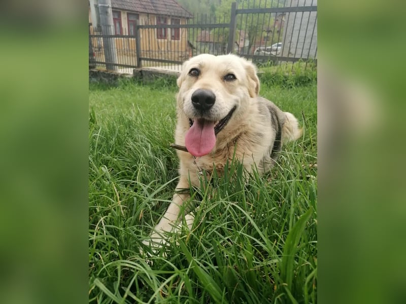 Traumhündin Bella sucht Ihre Menschen
