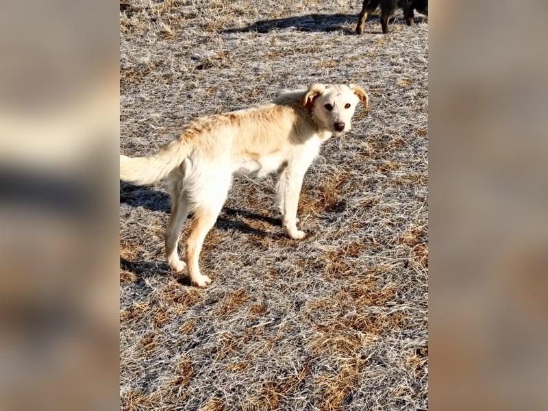 Laika - immer gut aufgelegt