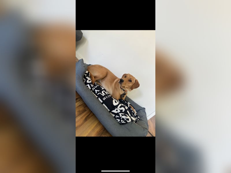 Labrador mischling