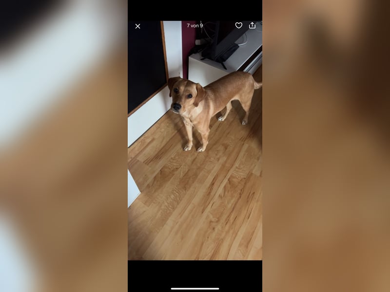 Labrador mischling
