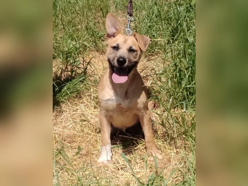 ❤️ Nina Hundemädchen sucht ihr Für-immer-Zuhause