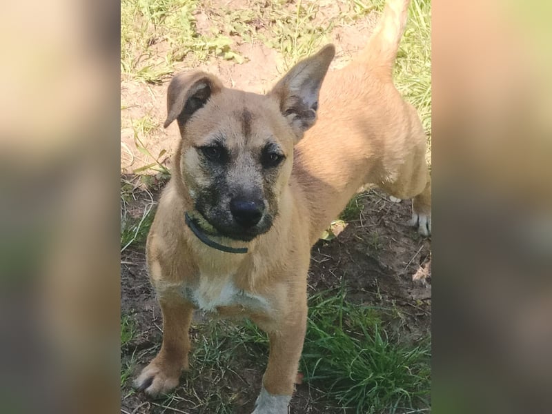 ❤️ Nina Hundemädchen sucht ihr Für-immer-Zuhause