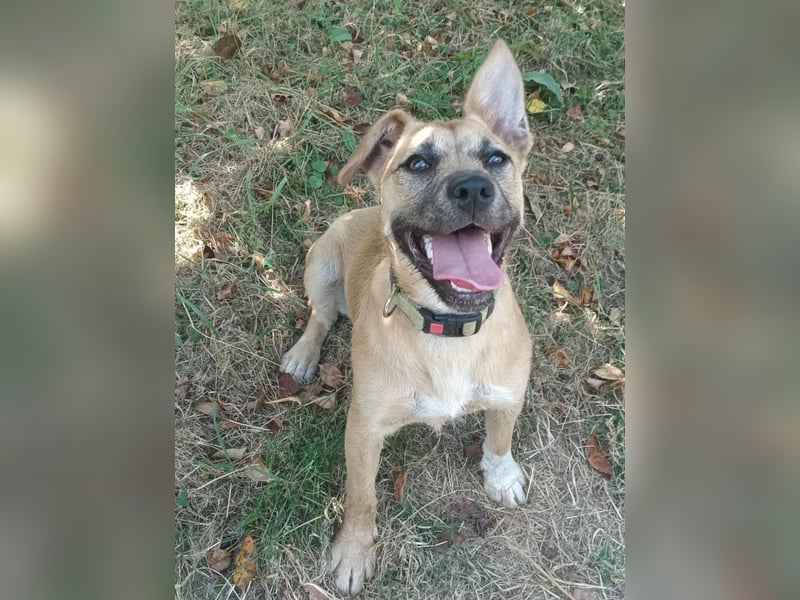 ❤️ Nina Hundemädchen sucht ihr Für-immer-Zuhause