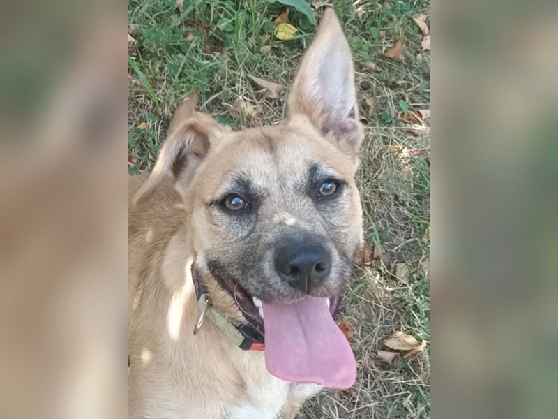 ❤️ Nina Hundemädchen sucht ihr Für-immer-Zuhause