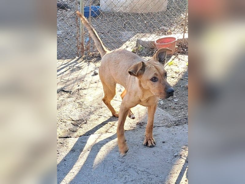Nessi wurdevon mir aus dem Tötungsshelter gerettet