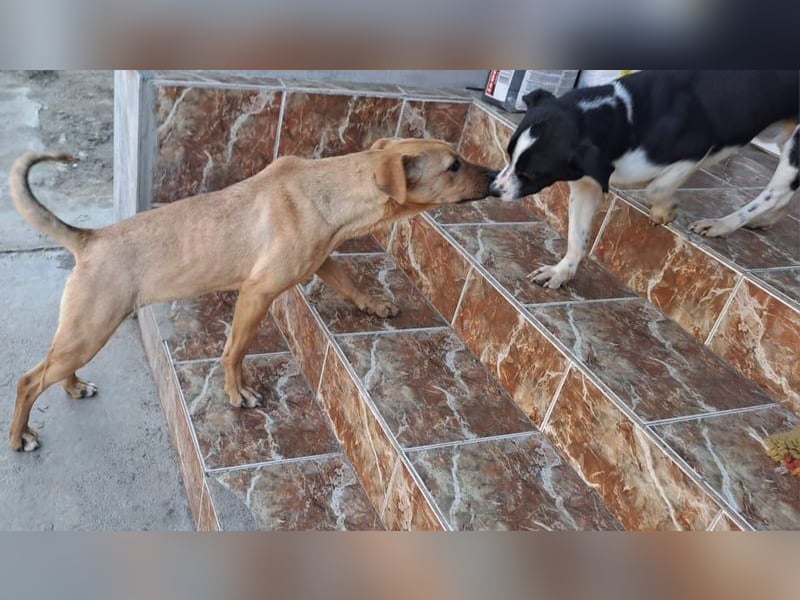Nessi wurdevon mir aus dem Tötungsshelter gerettet