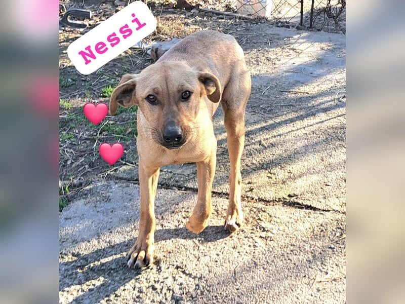 Nessi wurdevon mir aus dem Tötungsshelter gerettet