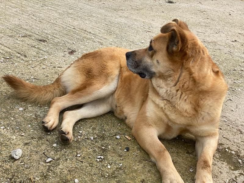 Macarena, geb. ca. 06/2019, lebt in GRIECHENLAND, im städt. Tierheim Serres