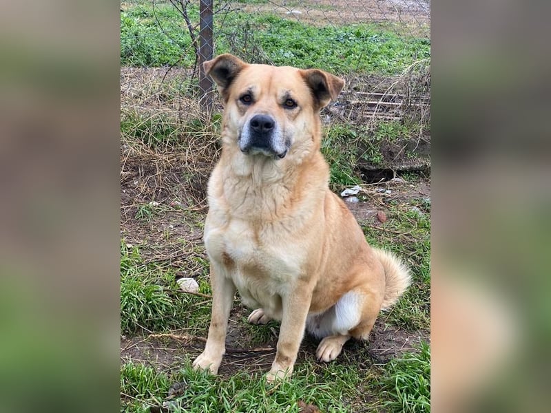 Macarena, geb. ca. 06/2019, lebt in GRIECHENLAND, im städt. Tierheim Serres