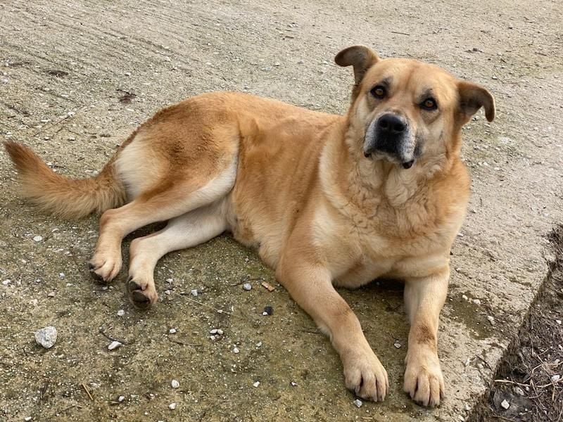 Macarena, geb. ca. 06/2019, lebt in GRIECHENLAND, im städt. Tierheim Serres