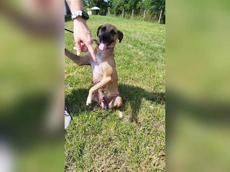 Süße Zoe sollte bald in ein liebevolles Zuhause ziehen können !