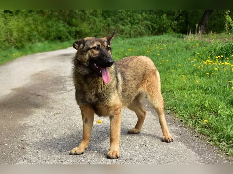 Lexi S270 ist kontaktfreudig und verspielt