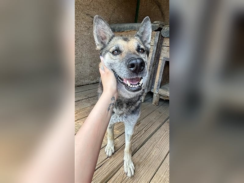 Mandy ist eine gelassene, friedvolle Maus