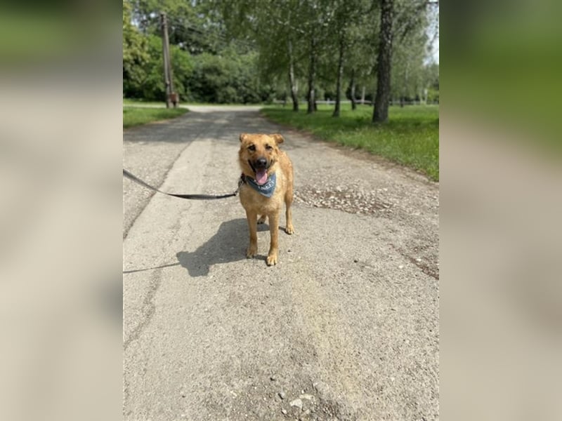 Enny ist eine gute Laune Hündin